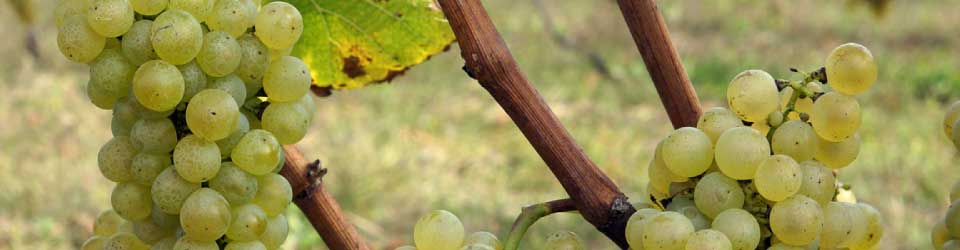 白ワインのシャルドネ