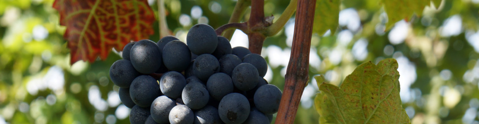 赤ワインのピノ・ノワール