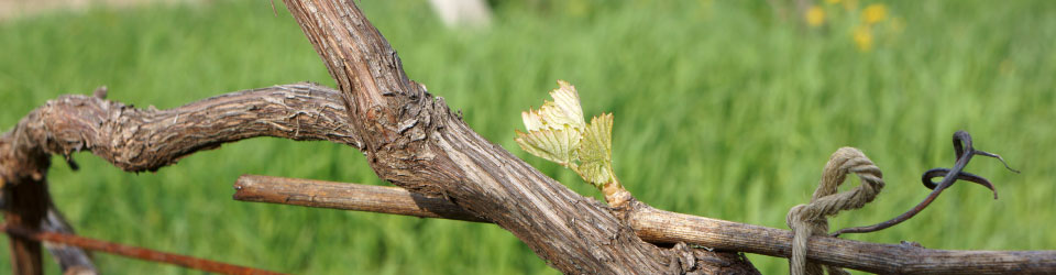 ワイン用ぶどうの新芽