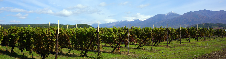 赤ワインのピノ・ノワール